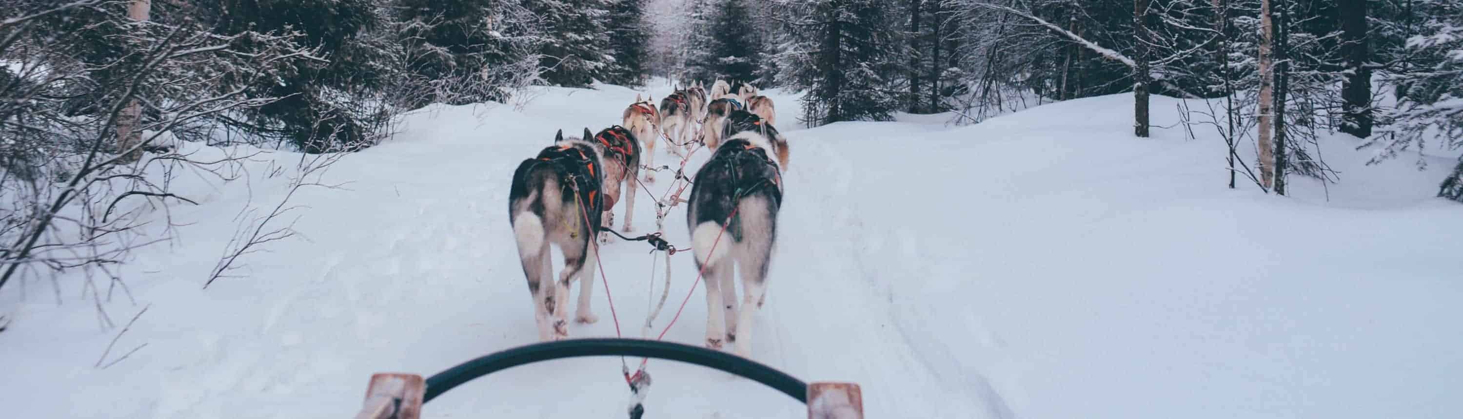 dogsled in forrest banner Expeditions overview