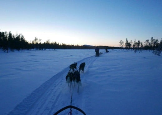 Top 10 voor je ultieme Zweden bucket list 2 Arjen Treurniet met husky's in Zweden