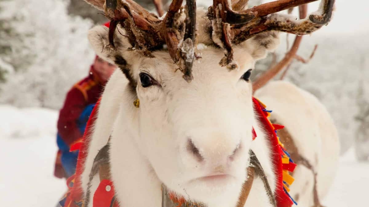 lola akinmade åkerström white reindeer 1605 ARCTIC FAMILY EXPERIENCE