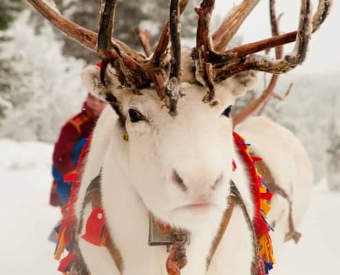 lola akinmade åkerström white reindeer 1605 ARCTIC FAMILY EXPERIENCE