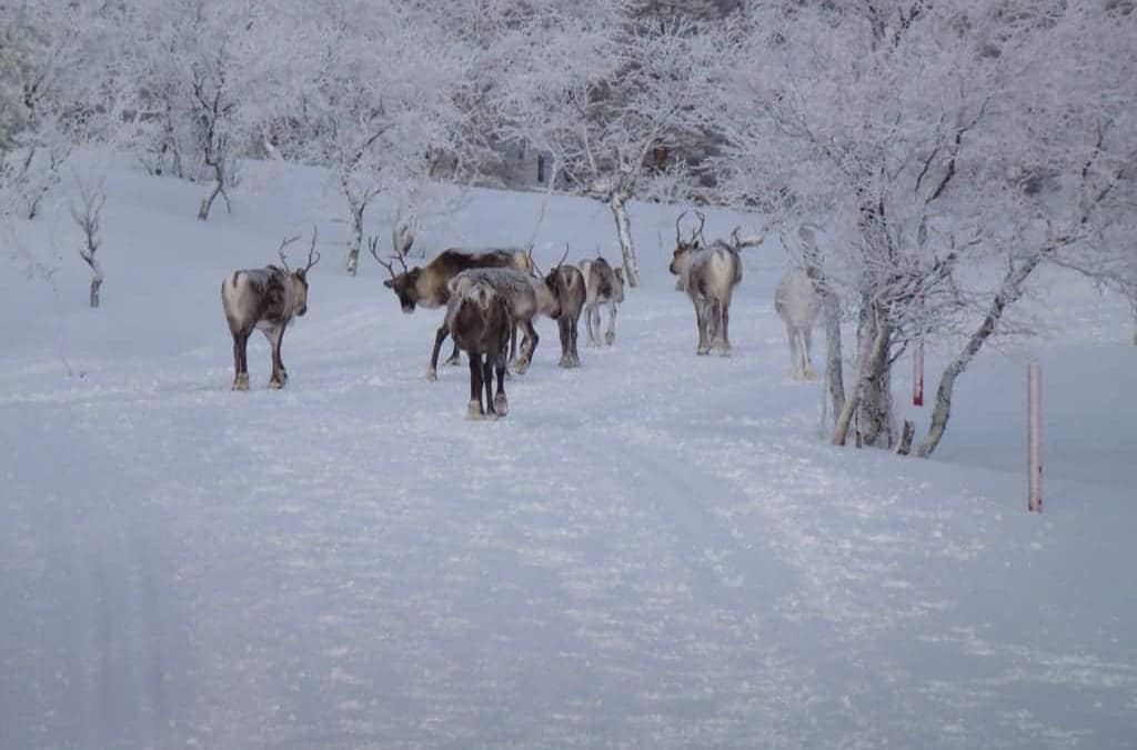 Reindeer in Winter in Finland