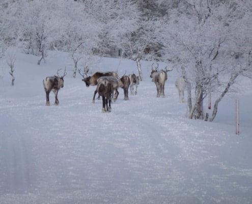 Reindeer in Winter in Finland