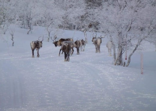 Top 10 voor je ultieme Zweden bucket list 17 Rendieren in Noord Finland