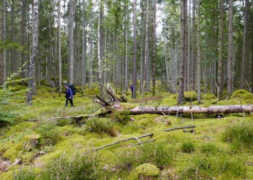 Autumn Canoeing & Hiking Trekking in Southern Sweden 9 Kano Wandel Trekking Zuid Zweden 2020 09 021 Autumn Canoeing & Hiking Trekking in Southern Sweden