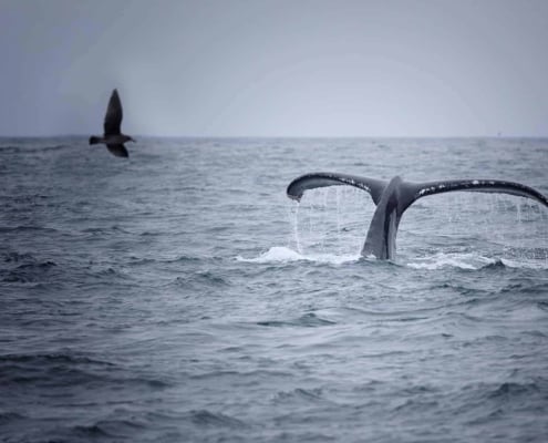 Ervaar de spanning van een Husavik-walvissafari: de staart van een grijze walvis komt tevoorschijn en het water stroomt er vanaf, terwijl een zeevogel vlakbij zweeft. Met een mistige, serene oceaanachtergrond wacht dit avontuur!