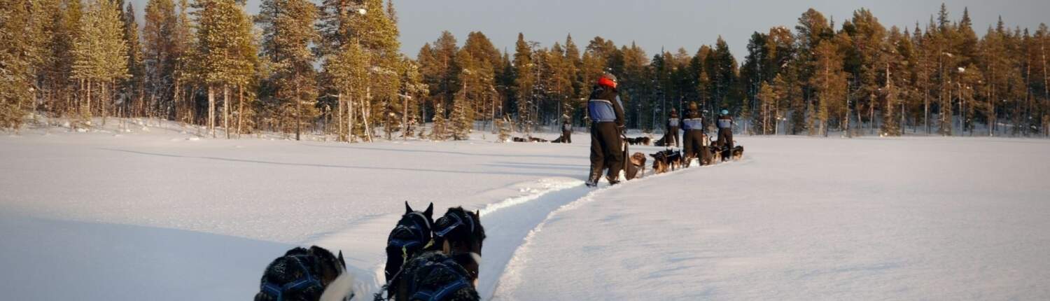 huskytocht in Zweeds Lapland in de winter