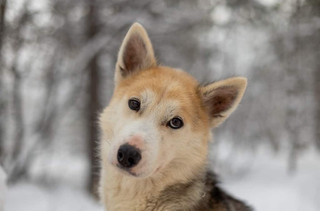 Husky in Swedish Lapland