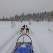 Husky Safari in Swedish Lapland with your Own Husky Team