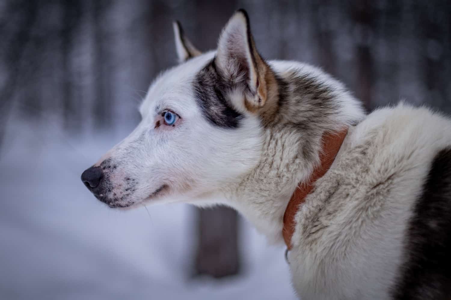 Husky safari in Swedish Lapland Husky safari in Swedish Lapland