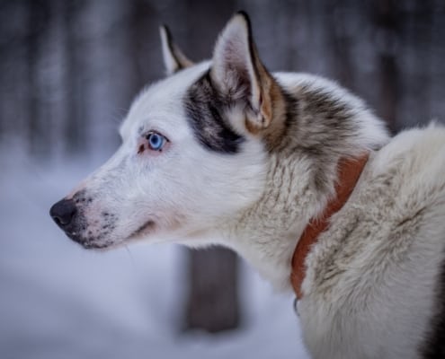 Husky safari in Swedish Lapland Husky safari in Swedish Lapland