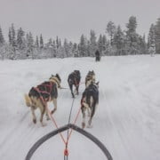 Huskysafari in Zweeds Lapland
