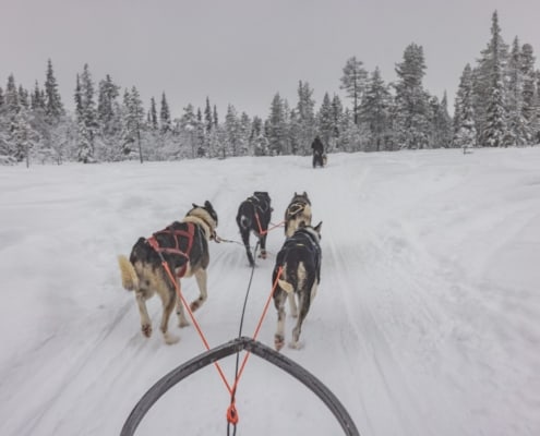 Huskysafari in Zweeds Lapland