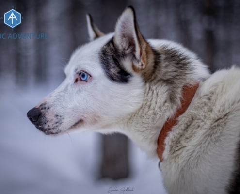 Bureaublad Achtergrond foto husky
