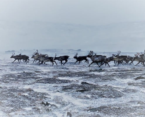 Sarek Sweden Traverse 26 ULTIMATE SAREK TRAVERSE