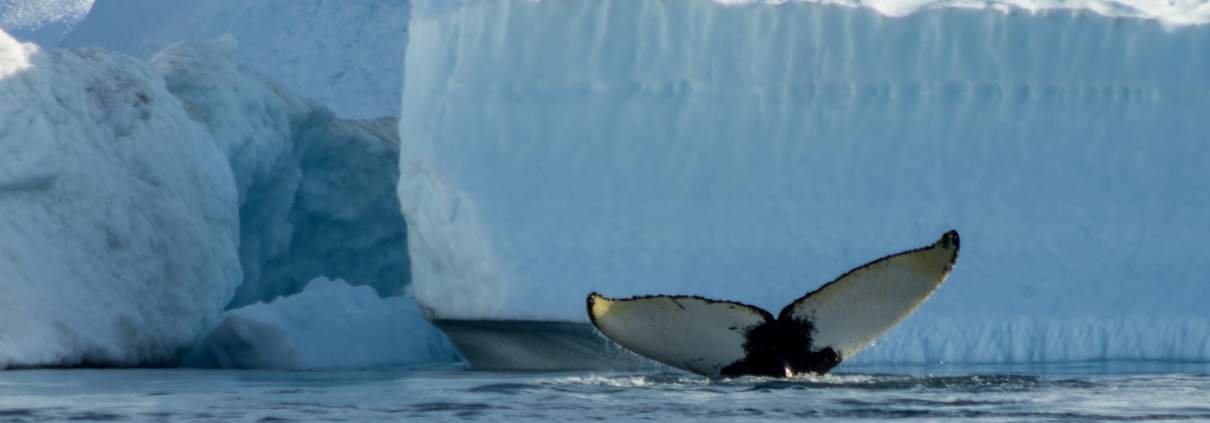 Een avontuurlijke dag op het ijskap: verslag en uitdagingen 1 francois falanga Ok3v8uOV C4 unsplash Een avontuurlijke dag op het ijskap: verslag en uitdagingen