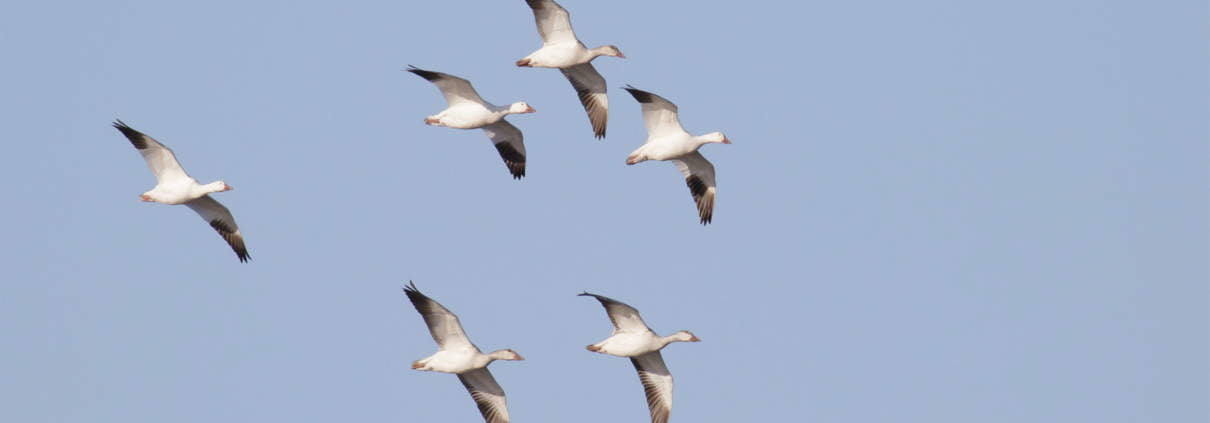 vogels groenland Een barre tocht door de sneeuw