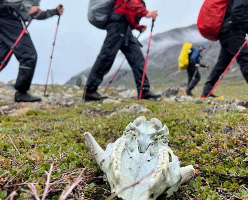 Viking Saga Trekking in Groenland 52 THE VIKING SAGA