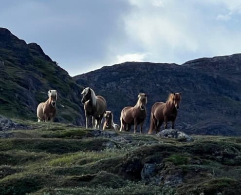 Viking Saga Trekking in Groenland 55 THE VIKING SAGA
