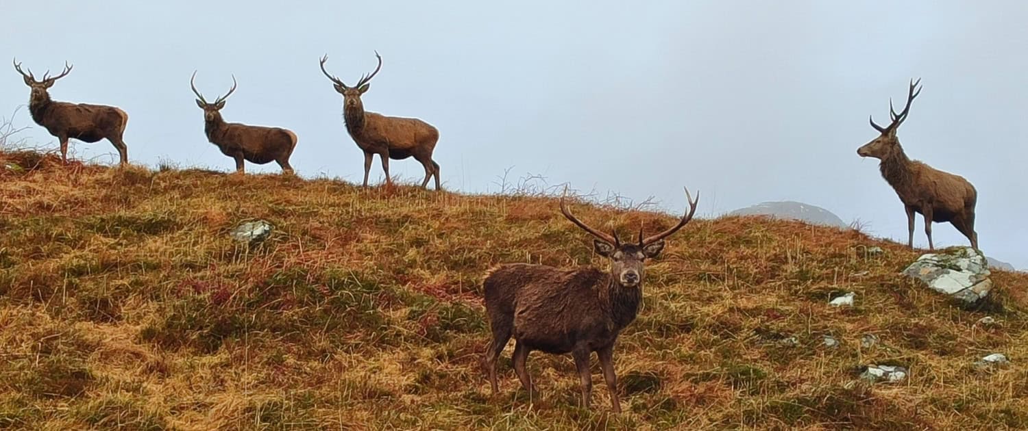 Zwarteometric La-iking 50 nakijke erz populate AKUD NAL RIVER ScBRO"},{"S}-"}, {'name': '61f0aedf4fdecf0011d9fde6', 'source': 'https://arcticadventure.nl/wp-content/uploads/2023/09/De-Herder-e1693481815913.jpg', 'rolle': 'titel'}, 'title': 'De herder op de berg met rendieren', 'alt': 'Rendieren op de berg met een herder in de achtergrond', 'caption': 'Schotse hooglander rendieren op een berg, landschappelijke sfeer met een herder in de achtergrond', 'description': 'Deze afbeelding toont een groep rendieren op een bergachtig landschap, met een herder die de dieren begeleidt, in een landelijke setting.'}.